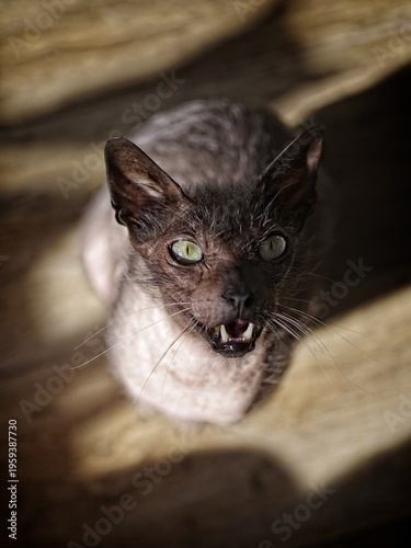 Funny werewolf cat looking up to the camera with mouth open. High angle view with selective focus. 