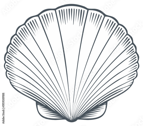 Engraved seashell line art illustration for nautical designs, marine themes and decorative elements