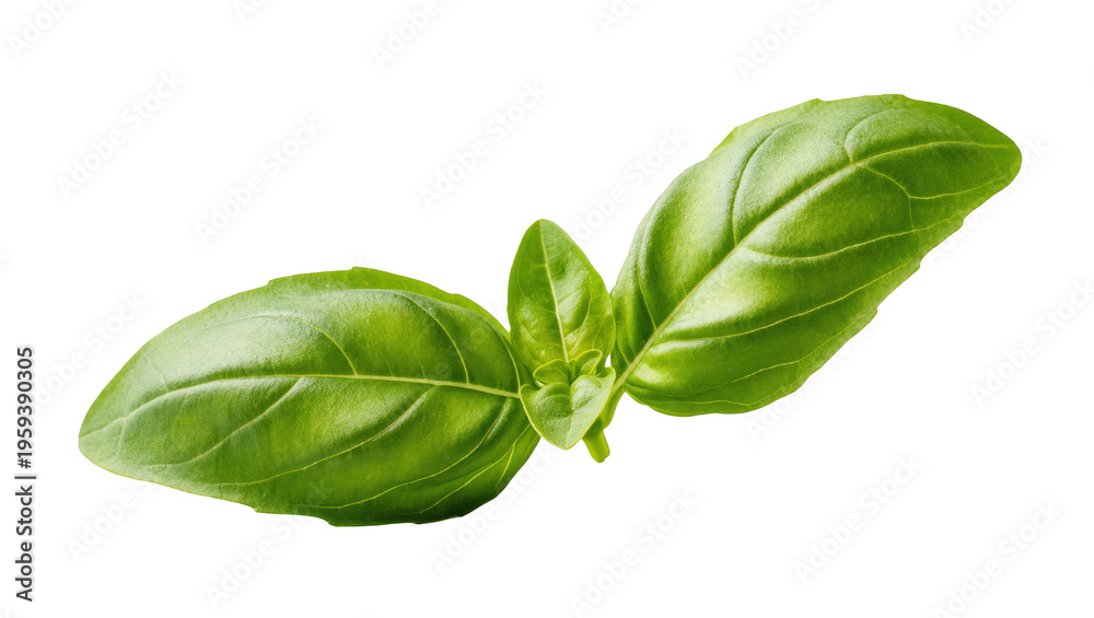 Fototapeta premium Fresh organic basil leaves with a young sprout, essential culinary herb for cooking and flavor