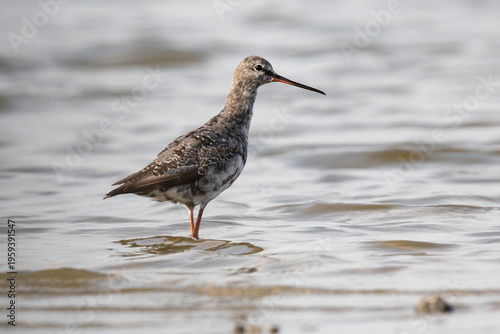 Photos Spotted redshank (Tringa erythropus) at Balgzandpolder (Den Helder, the Netherla