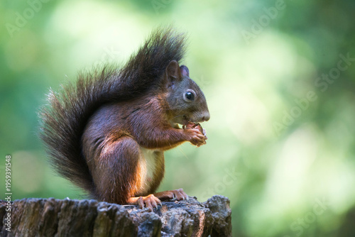 Tapety artystyczne Eurasian red squirrel 