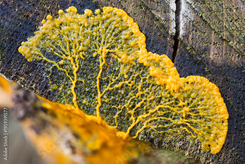 Photos Migrating plasmodium of Badhamia utricularis slime mold
