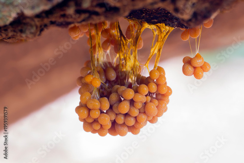 Foto Badhamia utricularis slime mold (the Netherlands)