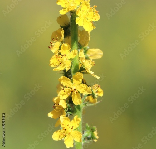 Quadro su tela Common agrimony (Agrimonia eupatoria) growing in a meadow