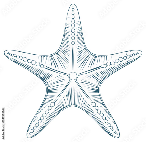 Detailed line art illustration of a five armed starfish marine creature with intricate textured patterns