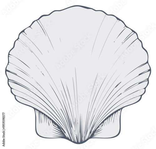 Elegant scallop seashell illustration with clean line art. A simple vector drawing of a fan shaped marine shell.