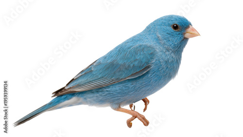 Photography Beautiful vibrant blue bird with striking plumage and keen eye, standing on deli