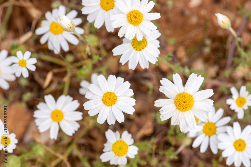 Obraz premium spring has arrived and daises start growing,close up photo,natural concept