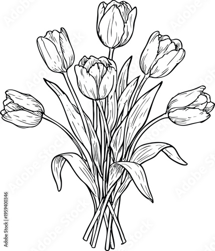 Bouquet of hand-drawn tulips elegant line art floral illustration for spring design isolated on white background