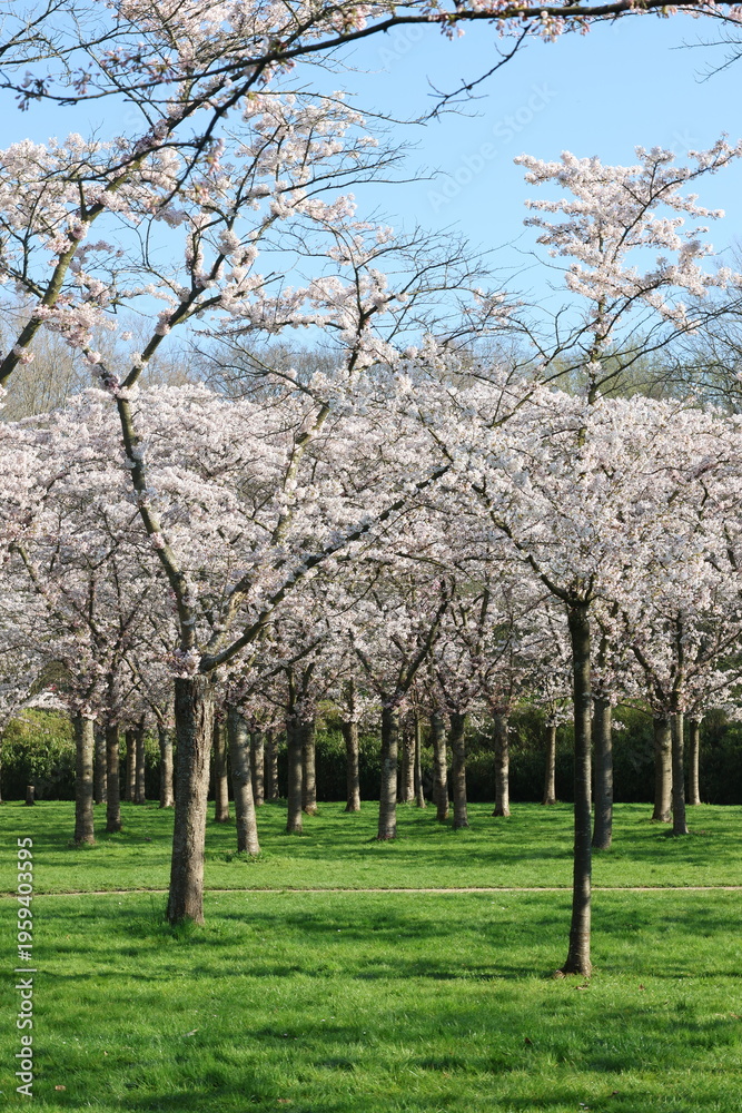 Fototapeta premium blooming cherry tree