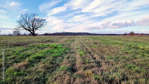 Baum auf Feld