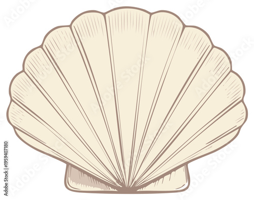 Elegant Hand Drawn Scallop Seashell Illustration with Vintage Line Art