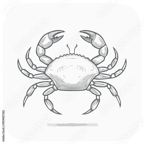 Detailed engraving illustration of a crab with intricate linework, isolated on a light background