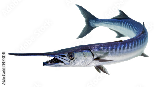 Tableau sur toile Powerful silver and blue barracuda fish with open mouth and sharp teeth