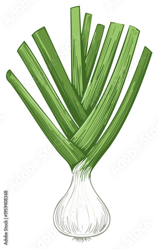 Botanical illustration of green onion, scallion plants, edible vegetable with bulb and stalks, fresh harvest