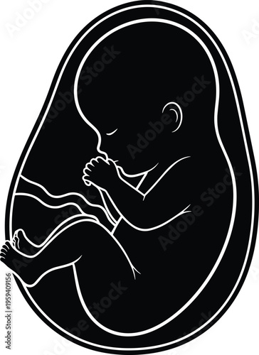 Black and white human fetus silhouette in womb with umbilical cord and placenta for medical pregnancy education and maternal health