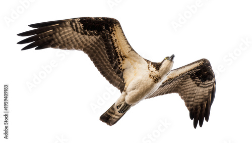 Foto Dynamic view of an osprey in flight, showing its impressive wingspan and grace