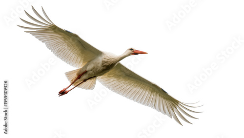 Magnificent white stork flying gracefully with wide wings spread against a clear sky