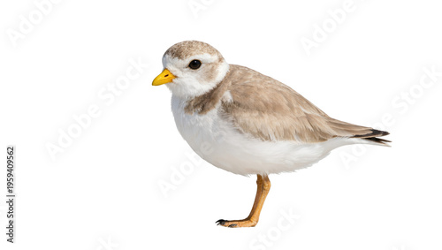 Piping Plover, a delicate North American shorebird, standing gracefully with an alert gaze