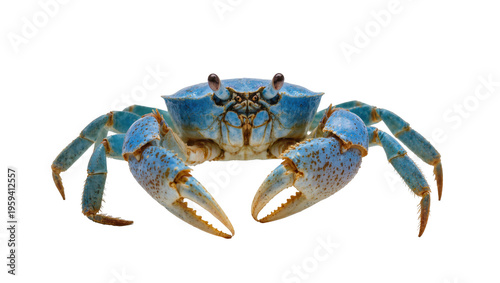 Vibrant blue crab with powerful claws, a striking marine creature on display
