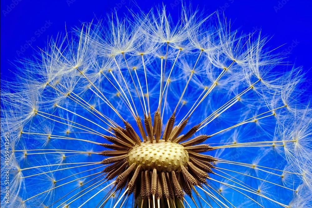 Obraz premium Macro close-up of a dandelion seed head against a bright blue background