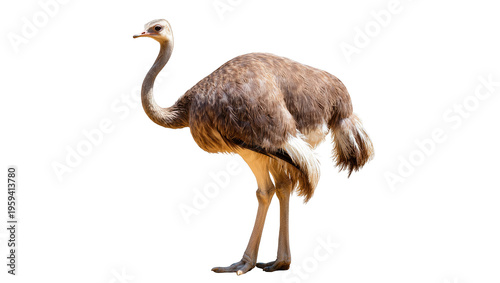 Photos An ostrich standing tall and proud, showcasing its majestic profile against a clean backdrop