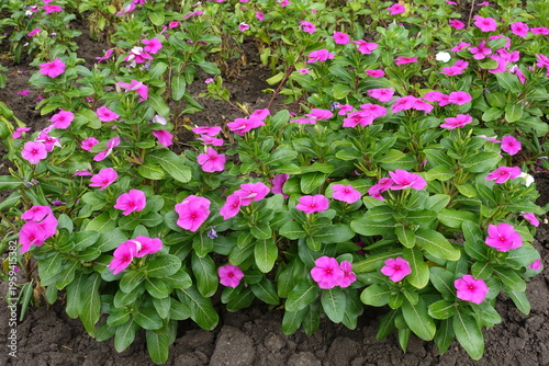 Slika na platnu Myriad of vibrant pink flowers of Catharanthus roseus in August