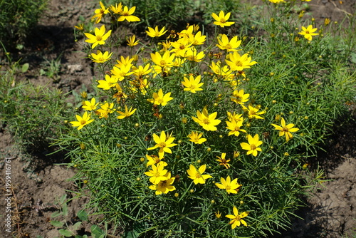 Bright yellow flowers of Coreopsis verticillata in July