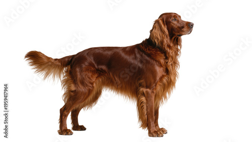 Obraz na plátně Elegant Irish Setter dog standing proudly, showing off its beautiful flowing red