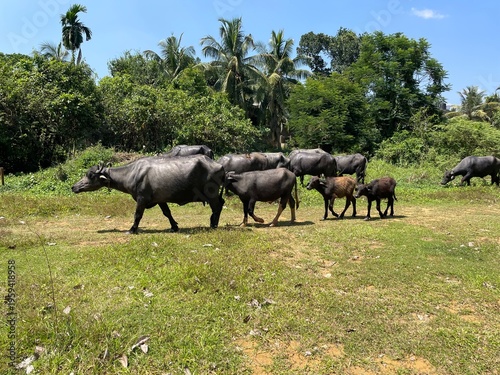 herd of buffalo 