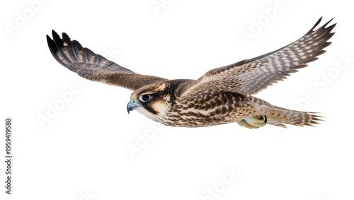 Quadro su tela Majestic peregrine falcon in powerful, graceful flight with wings outstretched,