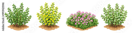 Collection of diverse garden shrubs and flowering plants on a white background