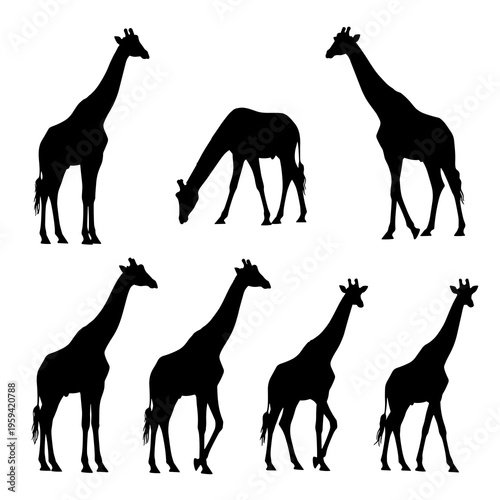 Vector Giraffe Silhouettes Collection Isolated on White Background
