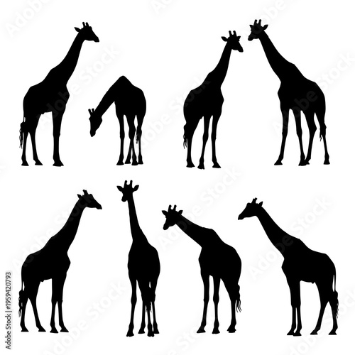 Vector Giraffe Silhouettes Collection Isolated on White Background
