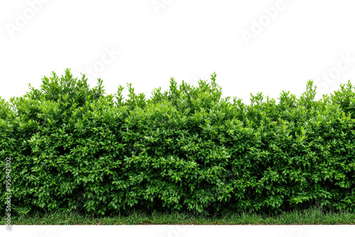 Dense green hedge with grass at the bottom against a black background bush plant