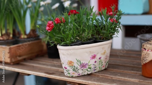 Spring potted plants in cozy outdoor home setting with natural light, rustic atmosphere, urban gardening, lifestyle concept. Red carnation flowers growing in ceramic pot on balcony table. 