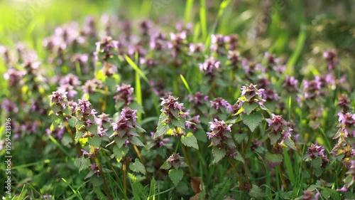 Blooming purple wildflowers (dead-nettle) in a green meadow under soft sunlight. Natural spring background with fresh grass and small blossoms, shallow depth of field and bokeh.