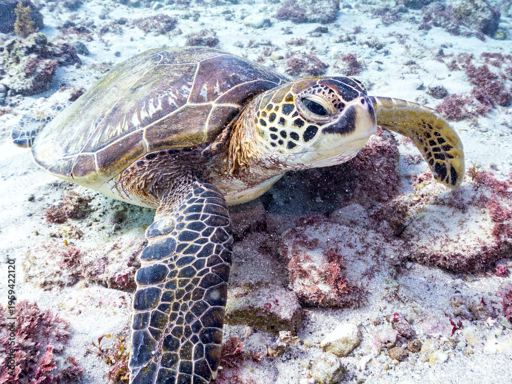 Obraz premium アオウミガメ, ウミガメ科, 英名学名：Green Turtle, Green Sea Turtle, Chelonia mydas, 東京都伊豆諸島式根島-2025式根島は東京都心から南へ160km。 外周12kmの小さな有人島。 温かい黒潮が当たり水温と水質が高い。 また、リアス式の入り組んだ入り江が多く、海水浴や釣りが盛ん。 温泉島としても有名。海際に多くの無料露天風呂がある。