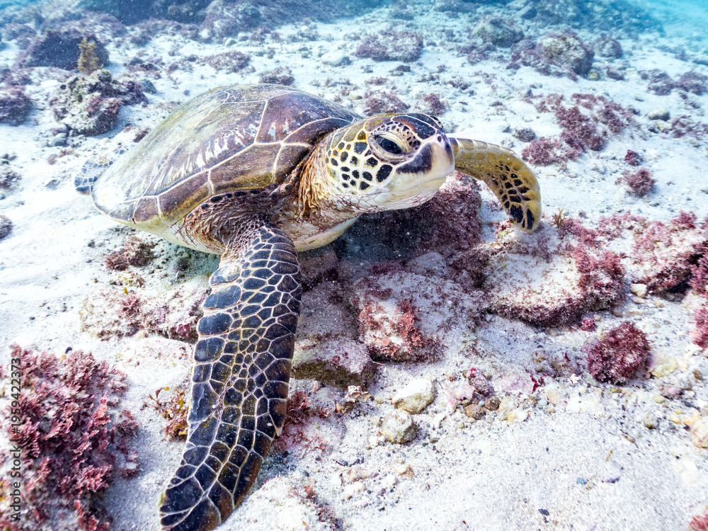 Obraz premium アオウミガメ, ウミガメ科, 英名学名：Green Turtle, Green Sea Turtle, Chelonia mydas, 東京都伊豆諸島式根島-2025式根島は東京都心から南へ160km。 外周12kmの小さな有人島。 温かい黒潮が当たり水温と水質が高い。 また、リアス式の入り組んだ入り江が多く、海水浴や釣りが盛ん。 温泉島としても有名。海際に多くの無料露天風呂がある。