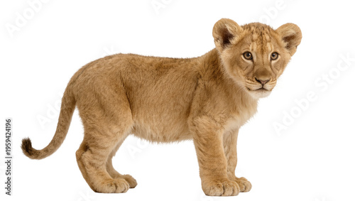 Фотография Adorable lion cub standing and looking curious, a captivating young wild animal