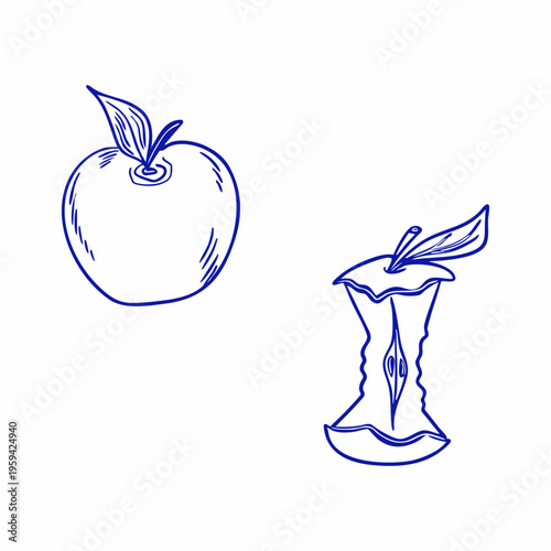 Hand drawn vector illustration of an apple and an apple core. Doodle set, blue line