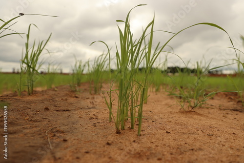 beautiful chandeliers to illuminate a conference room