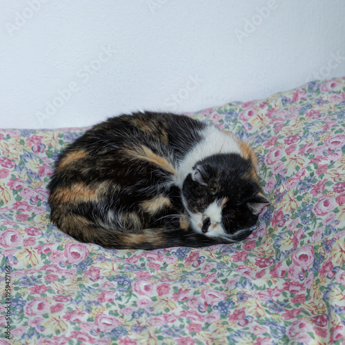 Foto Chat roulé en boule et dormant sur le lit
