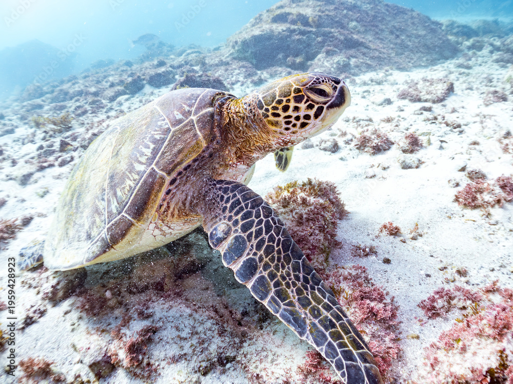 Obraz premium アオウミガメ, ウミガメ科, 英名学名：Green Turtle, Green Sea Turtle, Chelonia mydas, 東京都伊豆諸島式根島-2025式根島は東京都心から南へ160km。 外周12kmの小さな有人島。 温かい黒潮が当たり水温と水質が高い。 また、リアス式の入り組んだ入り江が多く、海水浴や釣りが盛ん。 温泉島としても有名。海際に多くの無料露天風呂がある。
