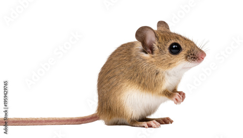 Fotografie Adorable small brown house mouse with big black eyes, standing on hind legs, pro