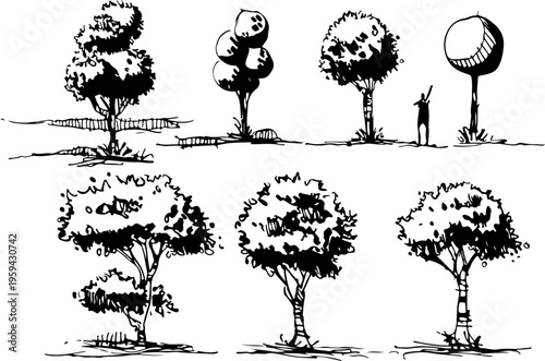 Large Scale Comparison of Popular Tree Species Including Cypresses, Walnuts, and Horse Chestnuts for Botanical Research and Landscape Design