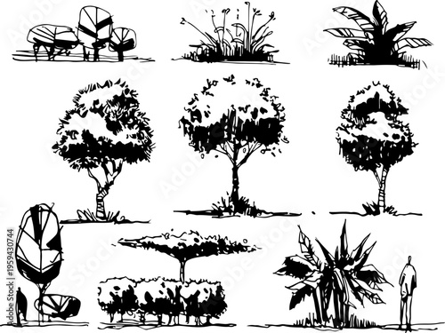 Large Scale Comparison of Popular Tree Species Including Cypresses, Walnuts, and Horse Chestnuts for Botanical Research and Landscape Design