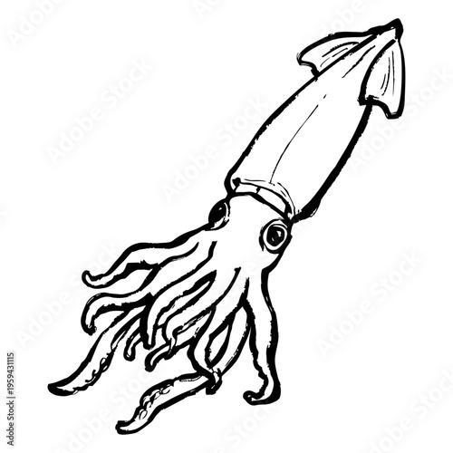 いかの線画イラスト