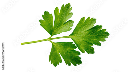 Fresh vibrant green parsley sprig with multiple leaves for culinary herbs and seasoning