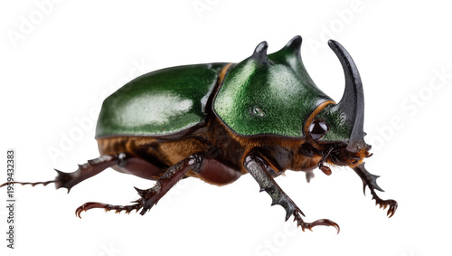 Stunning male rhinoceros beetle with impressive horn, vibrant green shell, and textured body